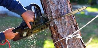 How Our Tree Care Process Works  in  Rib Mountain, WI