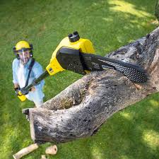 Reliable Rib Mountain, WI Tree Care Solutions