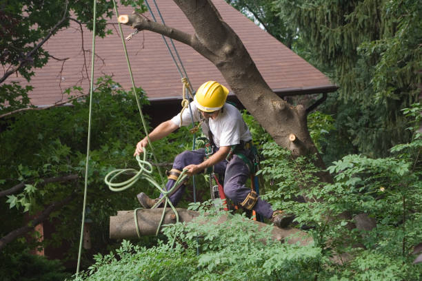 Best Artificial Turf Installation  in Rib Mountain, WI