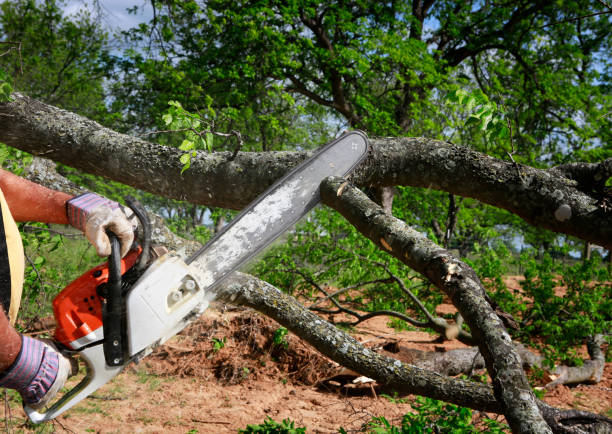 Best Lawn Grading and Leveling  in Rib Mountain, WI